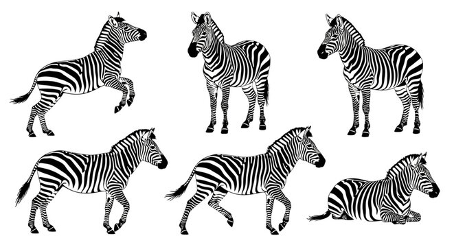 Zebra silhouettes in various poses on white background
