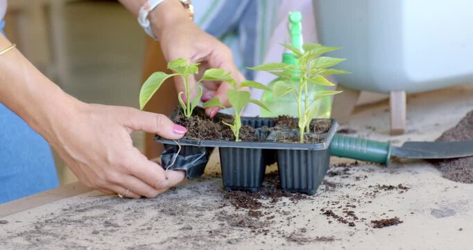 Woman and man at potting table, woman steadying tray, pressing soil and pulling seedling to repot