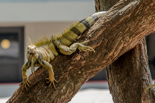 Colombia, a green iguana resting on a tree branch