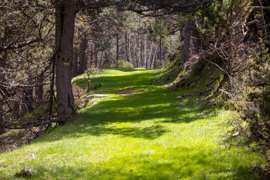 Beau chemin de gazon naturel dans la foret