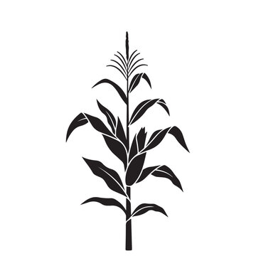Black silhouette of a corn plant vector. Representing agriculture, farming, and organic food production, ideal for logos and harvest themes