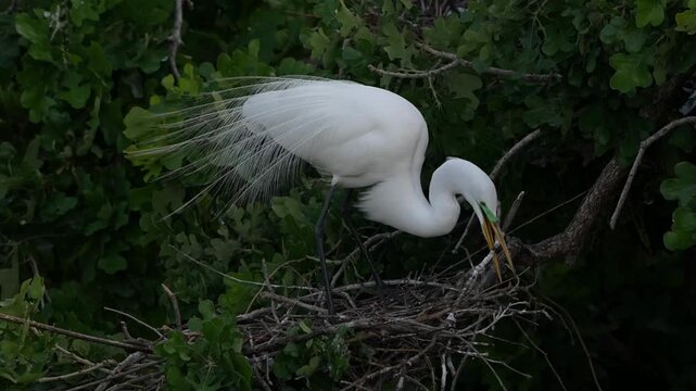 great egret picks neighbor's branches