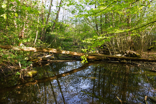 Bruchwald im Fr&uuml;hling