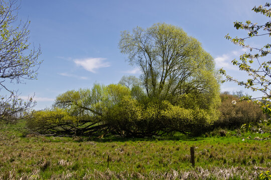 Weide im abgebrochenem Stamm