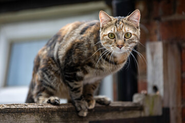 Portrait of a cat © Ben