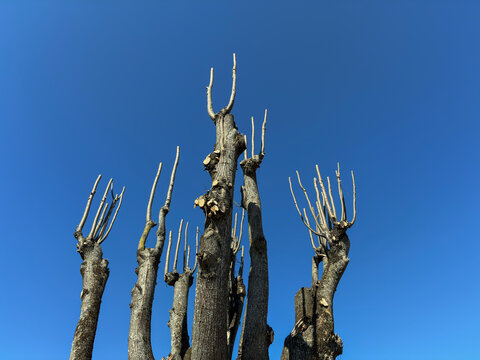 Pollarded Trees with Bare Branches Against Clear Blue Sky - for concepts related to tree pruning, arboriculture, gardening, seasonal change, urban nature, renewal, resilience, environmental care.