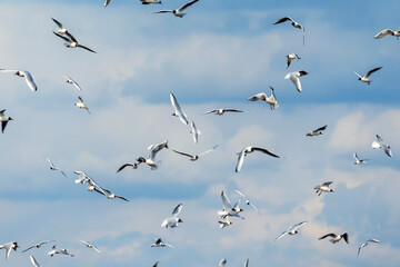Fototapeta premium a flock of seagull birds flying and screaming against the blue sky with their wings spread and fighting