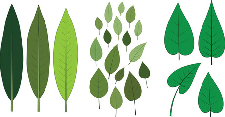 Collection of various green leaves in different shapes and sizes including long oval and heart shapes isolated on white background for nature design. © Shefali