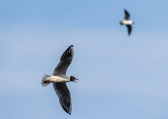Obraz premium A seagull bird flies and screams against the blue sky with its wings spread and fighting