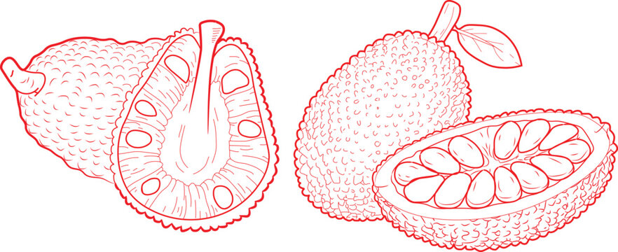 Detailed line art drawing of whole and sliced jackfruit showing internal texture and seeds presented in a clean minimalist style perfect for culinary designs or healthy organic food product packaging.