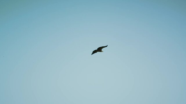 A white-backed vultures (Gyps africanus) flying in south africa.