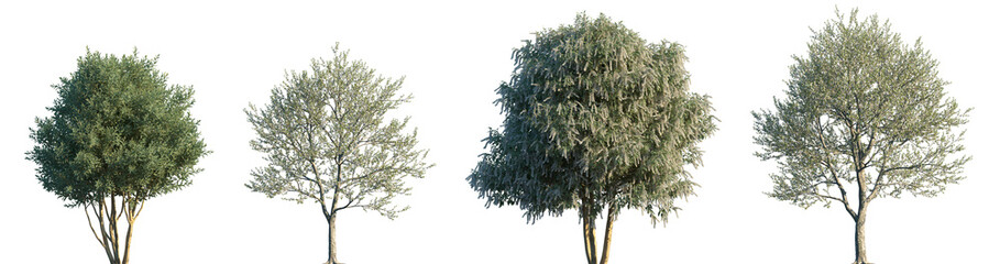 Obraz premium Set of Prunus lusitanica and Prunus avium frontal blooming trees isolated png on a transparent background perfectly cutout high resolution