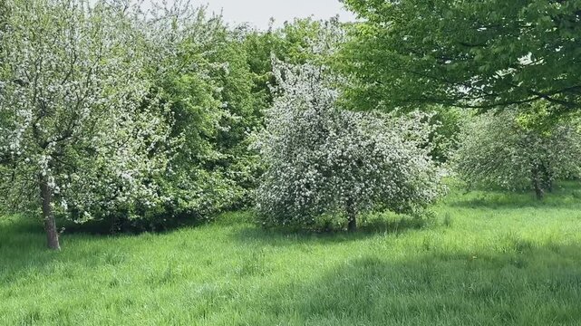 Üppige Apfelbaumblüte im Mai