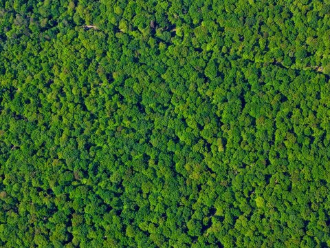 Aerial view of the dense green canopy of the Forest of Fontainebleau with lush deciduous trees under bright daylight Fontainebleau, Ile-de-France, France.