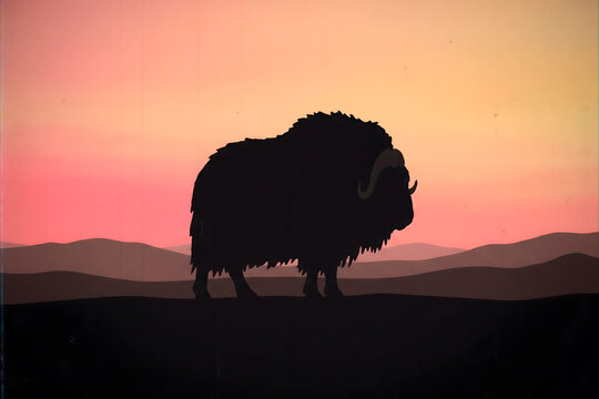 Dark silhouette of a shaggy muskox standing immovable in a vast tundra