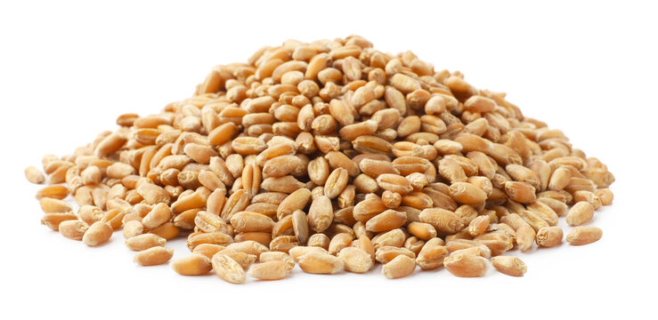 Heap of wheat grain isolated on white