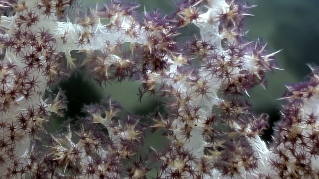 Countless star-like purple polyps gracefully expand and contract on pristine white soft coral structure. This enchanting display of deep ocean life reveals delicate, rhythmic breathing of underwater.