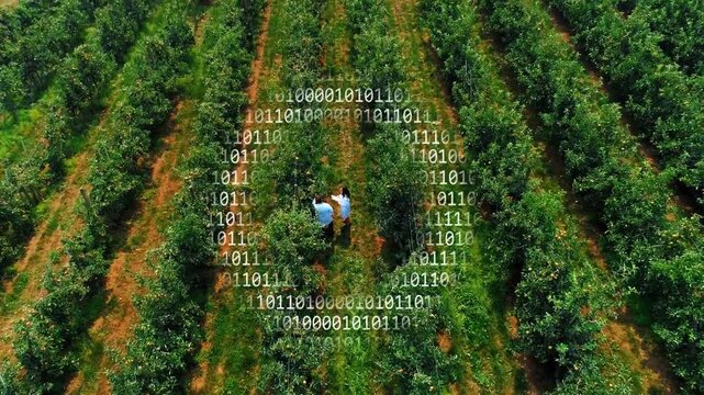 Two colleagues walking orchard scanning trees, raising device, causing binary overlay, logging data