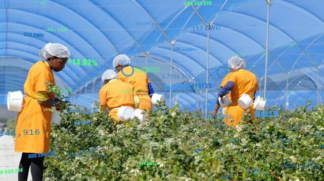 Crew inspecting, bending to harvest, filling white waistbins in blue tunnel with overlays over crew
