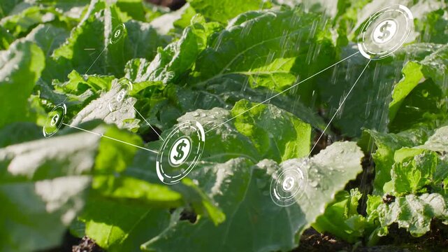 Single dollar icon appearing, starting animated network spreading over leaf bed, showing crop value
