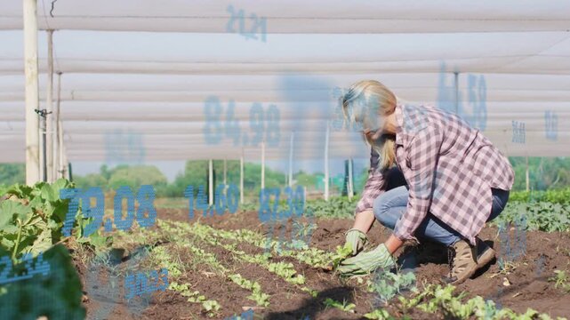 Kneeling woman tending plants on farm loosening soil with trowel while blue data overlay appearing