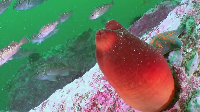 A striking crimson sea squirt clings to vibrant rocks. Small fish shimmer and glide past, exploring their thriving habitat in the beautiful underwater world of the Sea of Japan during daylight hours.