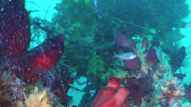 A mesmerizing glimpse into the vibrant underwater world of the Sea of Japan.