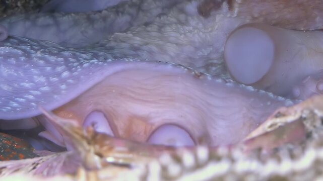 Witness a majestic octopus gracefully concealed among the rich textures of the Sea of Japan.