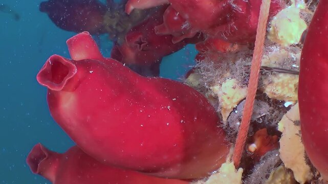 Observe vivid red sea squirts flourishing in the tranquil underwater realm of the Sea of Japan during daytime.