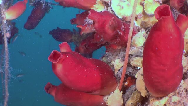 Journey to the Sea of Japan to witness vivid red tunicates, also known as sea squirts, flourishing on the ocean floor.