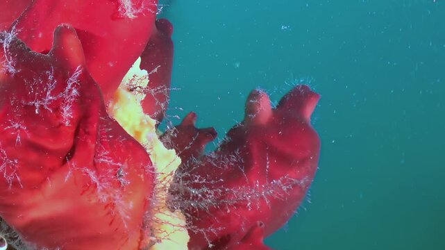 A serene underwater journey unveils brilliant scarlet and sunny yellow marine organisms.