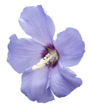 Fleur d'Alth&eacute;a bleue	