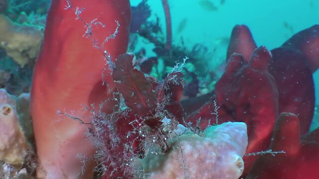 A vibrant underwater world thrives in the Sea of Japan. Scarlet formations stand tall, creating a colorful sanctuary where a cleverly camouflaged creature blends seamlessly.