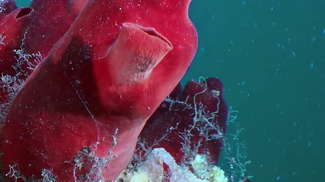 Witness a vivid scarlet tunicate thriving in the clear blue depths of the Sea of Japan. Its elegant form stands out, a silent sentinel of the ocean's hidden beauty.