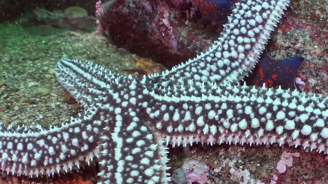 Striking spiny sea star reveals its exquisite patterns on ocean floor. Observe its peaceful existence within vibrant, cool waters of Sea of Japan during daytime. Its textured body is marvel.
