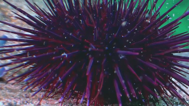 Witness the exquisite beauty of a purple sea urchin as it patiently explores the ocean floor. This creature lives within the crystal-clear waters of the Sea of Japan, showcasing its defensive spikes.