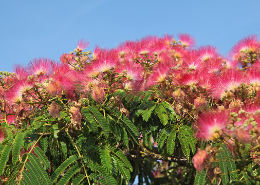 Fleur d'Albizia	