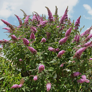 Buddleia rose
