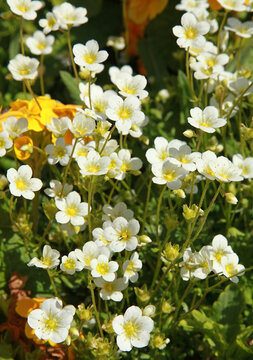 Saxifrage arendsii blanche	