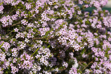 Obraz premium Coleonema pulchrum en fleurs 