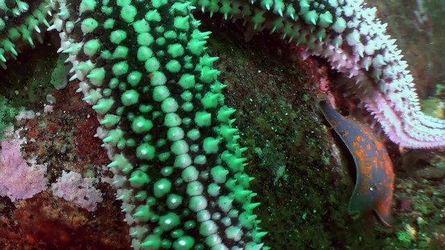 An emerald sea star unfolds its textured arms around a smaller, speckled organism in the deep Sea of Japan. This intimate moment reveals the delicate balance of life on the ocean floor.