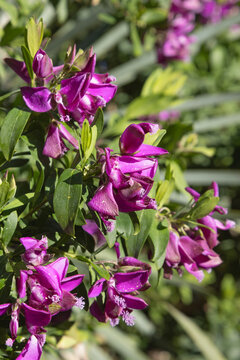 Polygala myrtifolia	