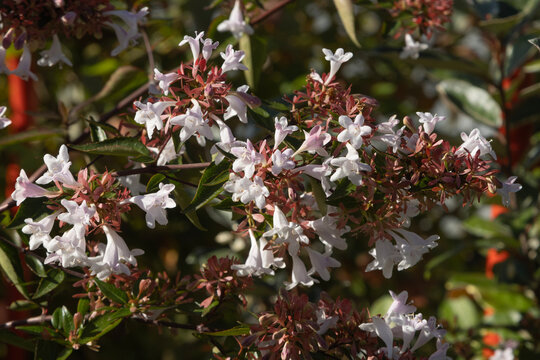 Abelia grandiflora en fleurs	