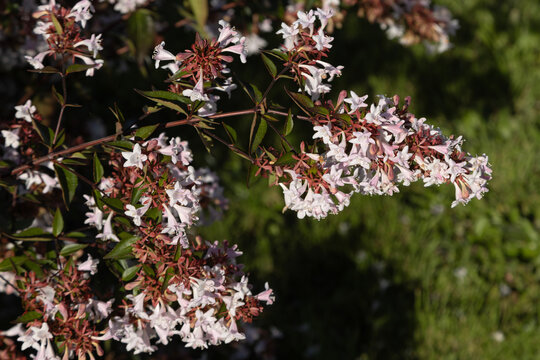 Abelia grandiflora en fleurs	