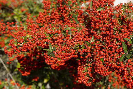 Baies rouges de pyracantha en automne	