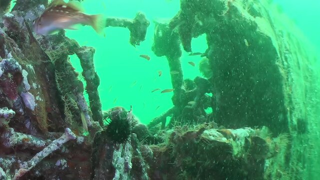 Descend into Sea of Japan's emerald embrace. Sunken vessel now serves as vibrant marine habitat. Diverse fish dart and glide amidst rust-covered structure, hidden world teeming with aquatic life.