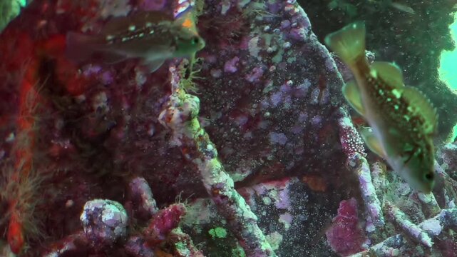 Dive into the vibrant, mysterious realm of a forgotten shipwreck in the Sea of Japan.