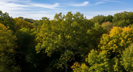 Fototapeta premium Aerial view of vibrant autumn forest with green and yellow trees under blue sky