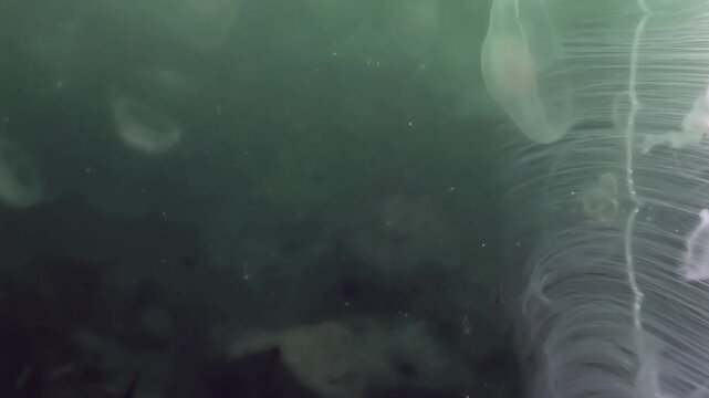 Explore the mystical depths of the Sea of Japan, where translucent jellyfish perform a silent, captivating dance. Each creature glides with effortless beauty in the ocean's embrace.