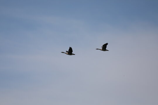 A pair of Swan Geese (Anser cygnoides) in flight across the Mongolian steppe, a vulnerable species in its natural habitat.